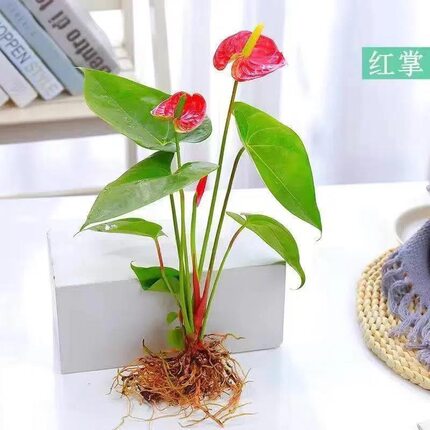 红掌盆栽绿植花卉水培植物红掌特级红掌带花室内桌面植物四季好养