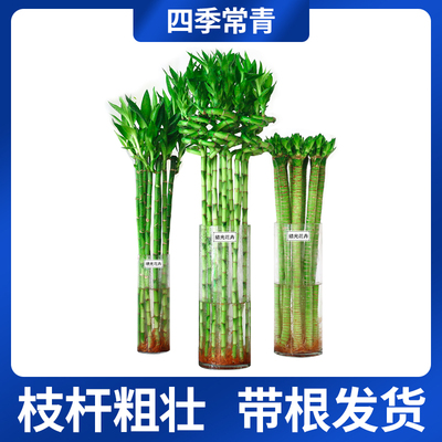 水养富贵竹转运竹弯竹龙竹水竹开运竹子带根室内绿植水培植物花卉