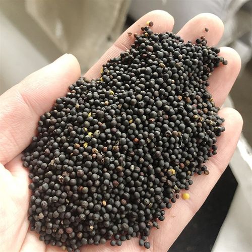 油菜籽鸟饲料鹦鹉芙蓉鸟玉鸟雀鸟文鸟金丝雀鸟食鸽粮一件=5斤包邮