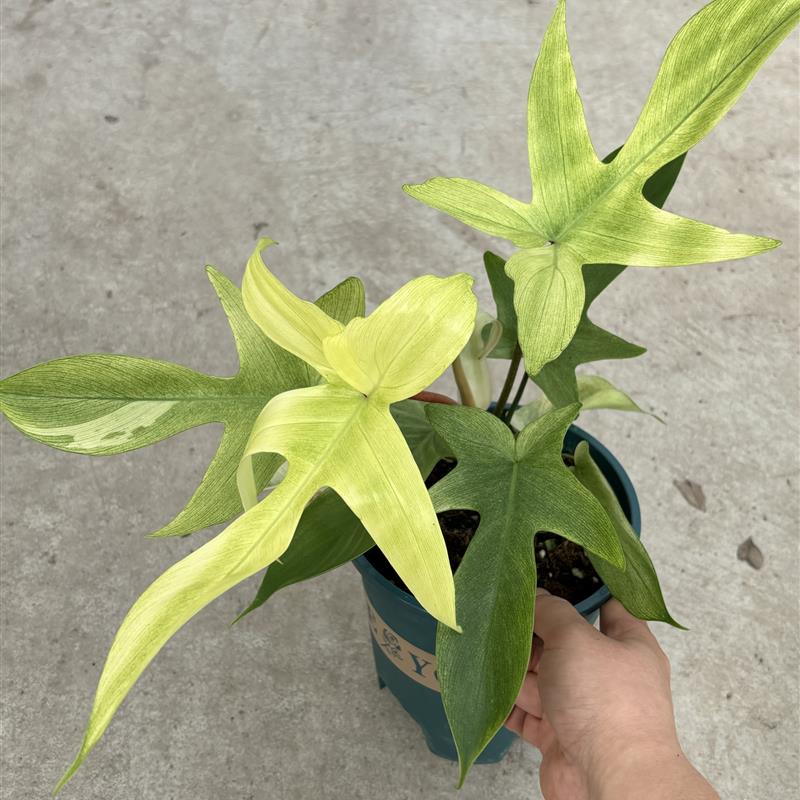 幽灵飞机蔓绿绒客厅阳台桌面网红植物爬藤水培耐阴四季常绿小盆栽图片