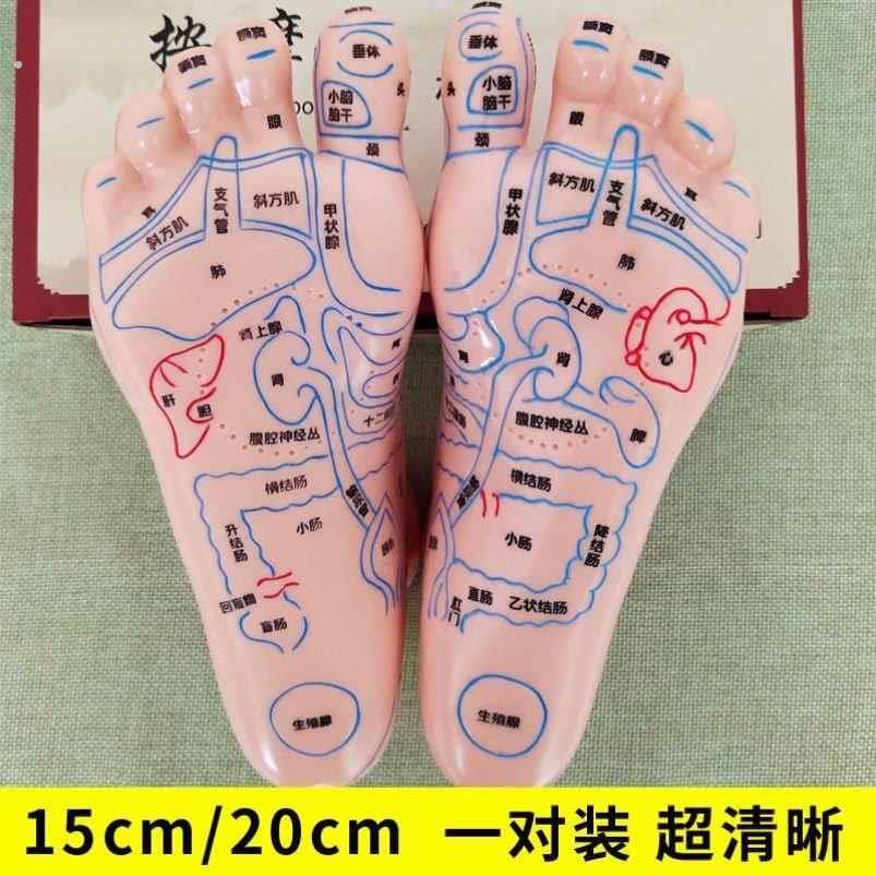 脚模型超清晰软质刻字脚模型反射区 点穴按摩足底穴位模型 足疗经