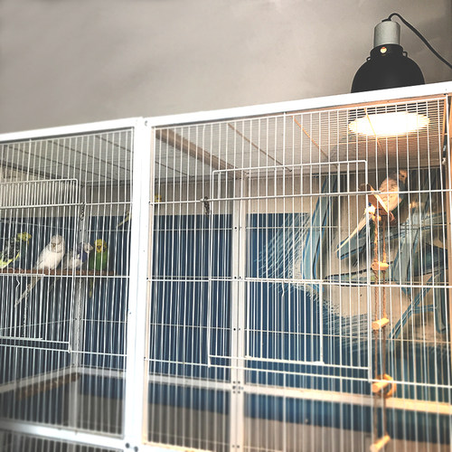 包邮保温灯罩鹦鹉鸟类保温灯罩养殖取暖灯泡红外线加热灯鸟笼群笼