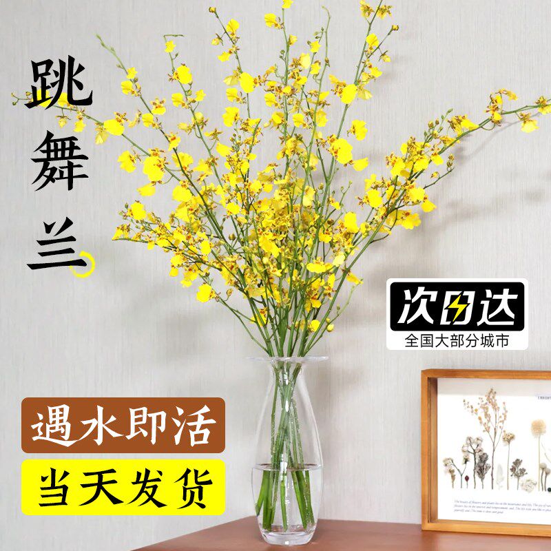 文心兰跳舞兰鲜花鲜切花水培带花苞水养插花新年花卉真花云南直发