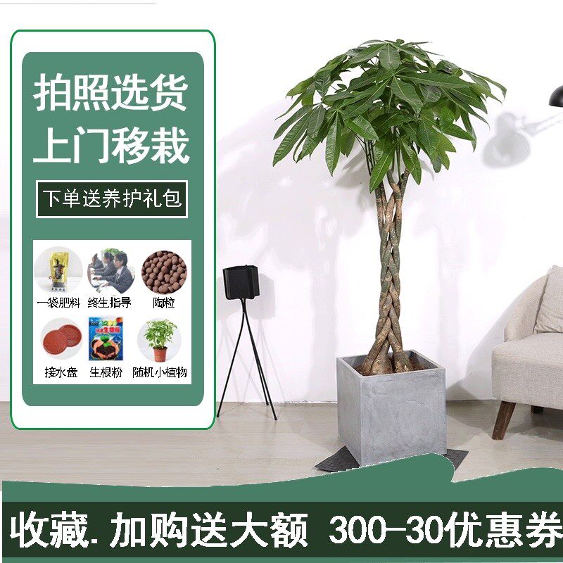 芳心草辫子发财树盆栽大 绿植招钱树室内大型植物办公室开业送礼