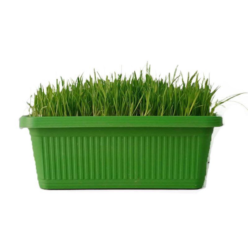 黄韭盆景南宫特产农家包饺子菜绿植蔬菜室内阳台盆栽花卉韭菜根苗
