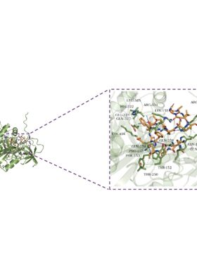 分子对接/网络药理学/中药复方/动力学模拟/虚拟筛选/小分子/多肽