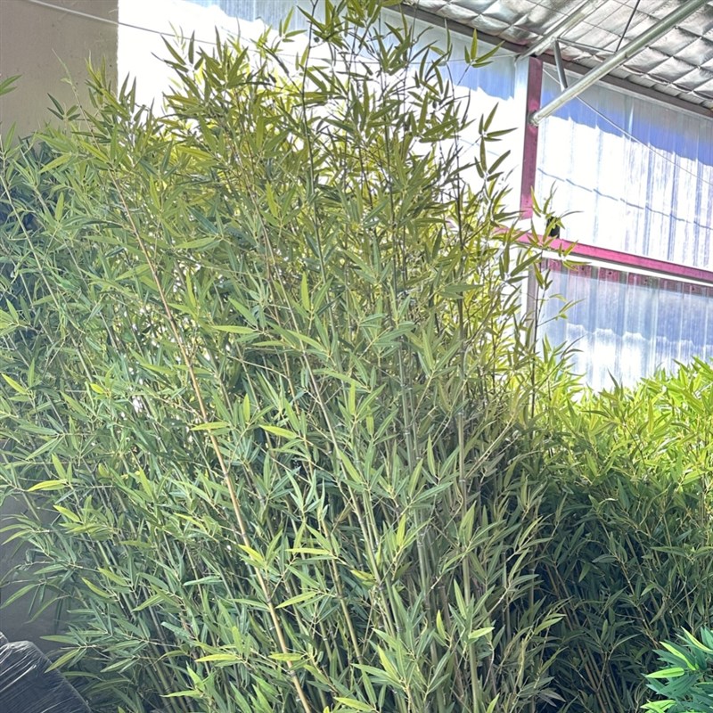 彷真植物竹子室内客厅摆件大型落地假竹叶绿植竹装饰盆栽造景