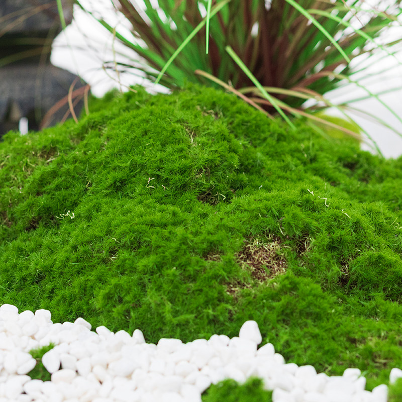 仿真绿植墙苔藓青苔人造草皮草坪微景观假植物橱窗软装造景装饰