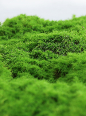 仿真植物造景配材仿生苔藓假绿植青苔铺面加大加厚盆景装饰草皮