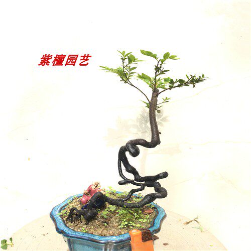黑骨茶盆景小叶紫檀根艺提根悬崖创意特色盆景提根紫檀树苗