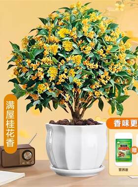 桂花树苗四季桂盆栽带花苞浓香型室内阳台庭院懒人好养开花卉植物