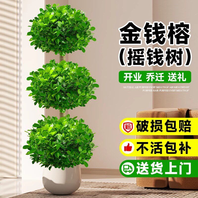 金钱榕室内大型绿植客厅摇钱树盆栽办公室乔迁新居植物盆景招财树