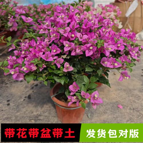 绿樱三角梅带花盆栽爬藤重瓣老桩四季开花大苗漳红樱庭院植物绿植