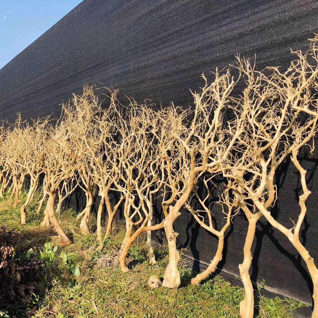 原木树枝干树枝去皮树枝室内造型树枝枯树枝装饰树枝造景