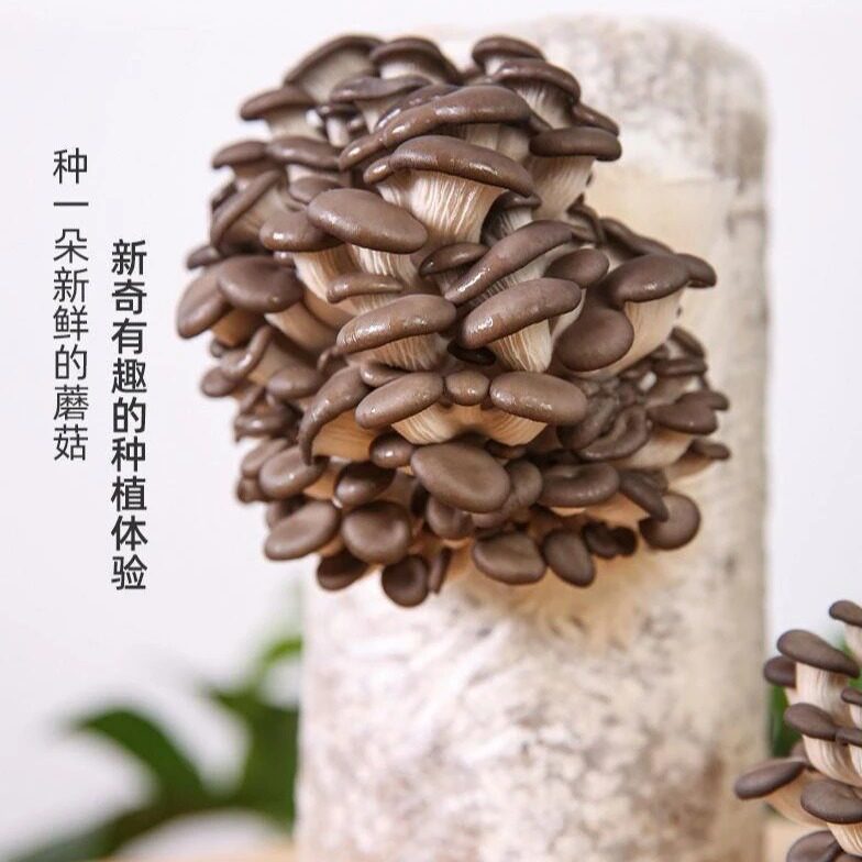园艺蘑菇种植包菌种菇包家种食用平菇家庭菌棒蘑菇菌包单质氮肥zy