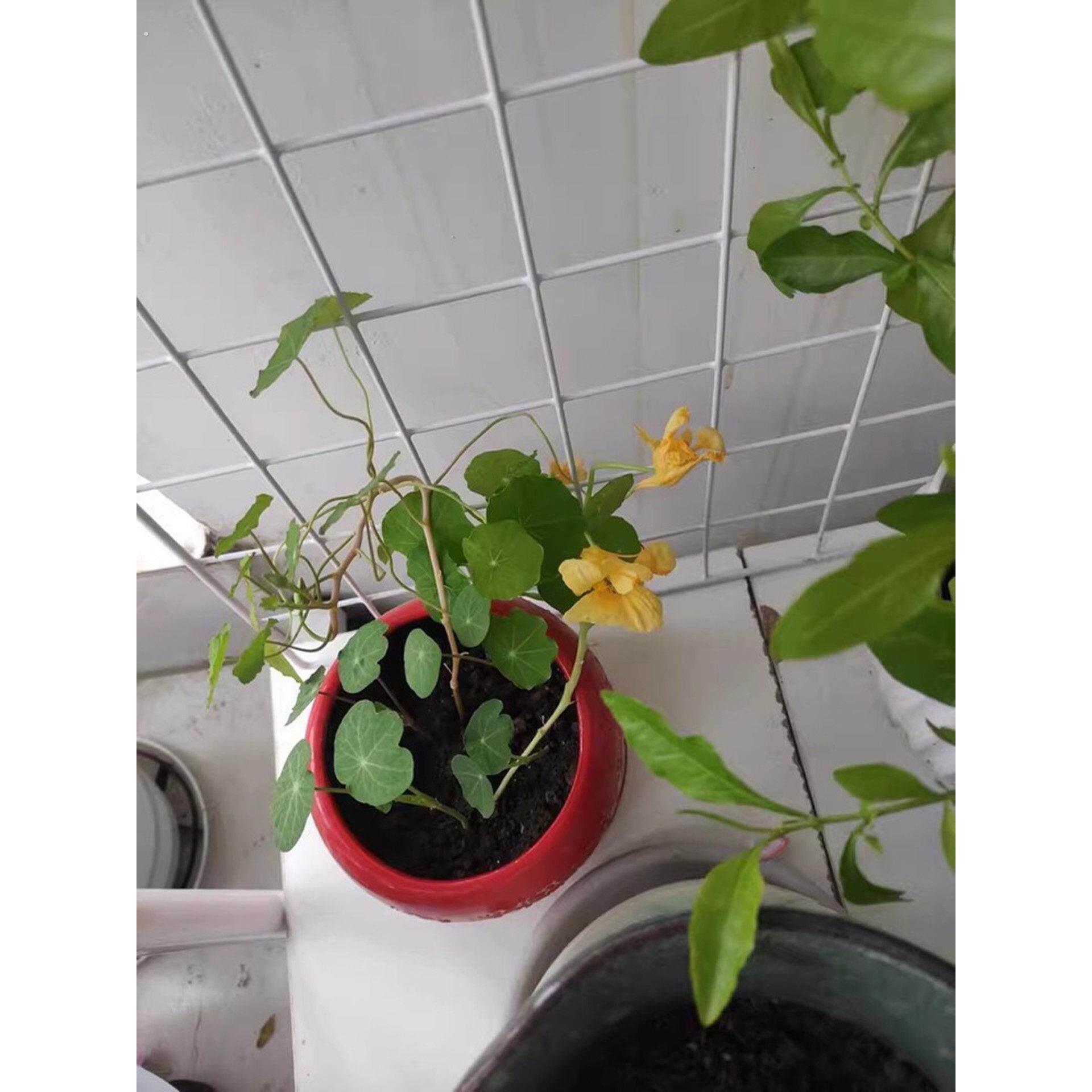 网片网格铁网货白色超市展示架网架铁丝网格子挂墙置物架幼儿园墙