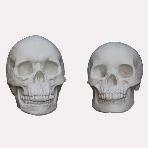 石膏像美术教具男女头骨骷髅头石膏 头静物素描写生教具雕塑摆件