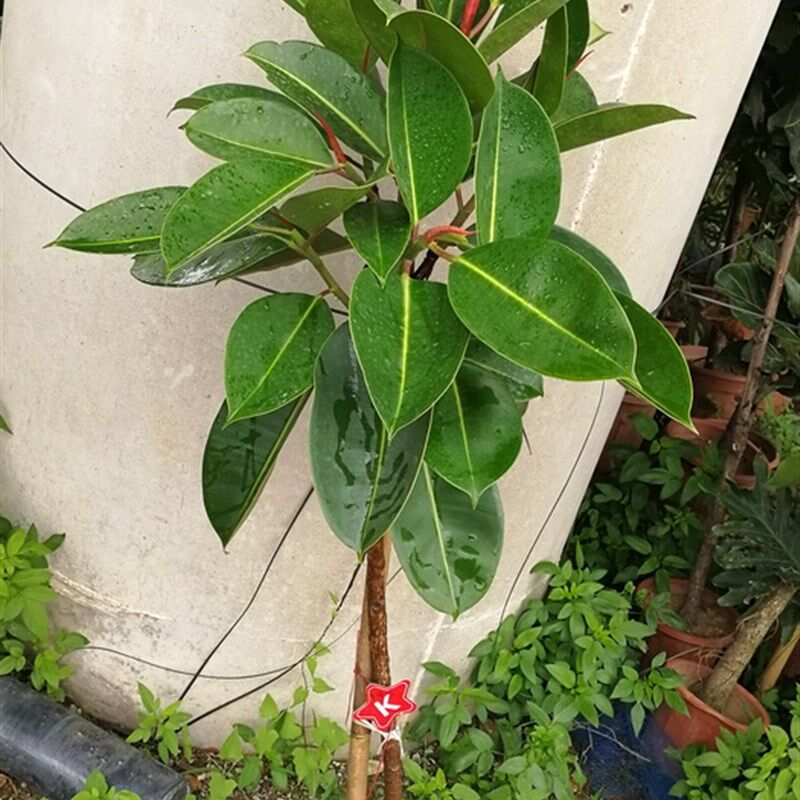 黑金刚橡皮树绿叶棒棒糖观叶1.5米左右室内大型植物盆栽多省包邮