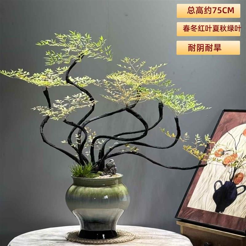 南天竹绿植盆栽室内办公桌面耐阴耐旱常青植物书房造型花卉好养活