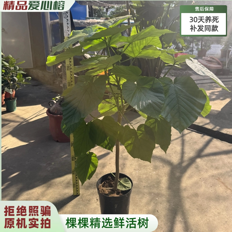 【实拍发货】爱心榕树绿植盆栽