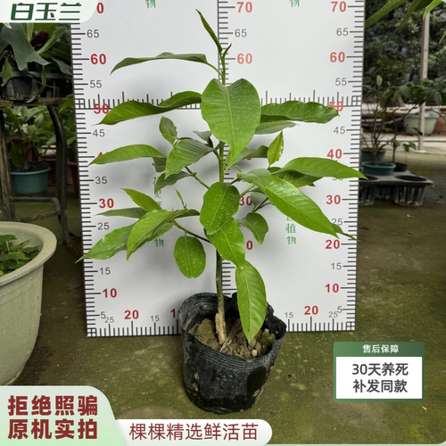 【实拍发货】白玉兰花树苗黄角兰