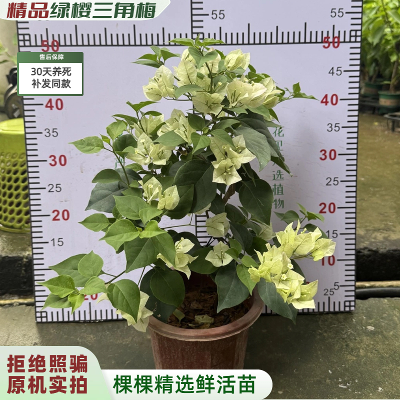 【实拍发货】绿樱三角梅花卉精品绿植盆栽阳台新鲜好养老桩樱花色