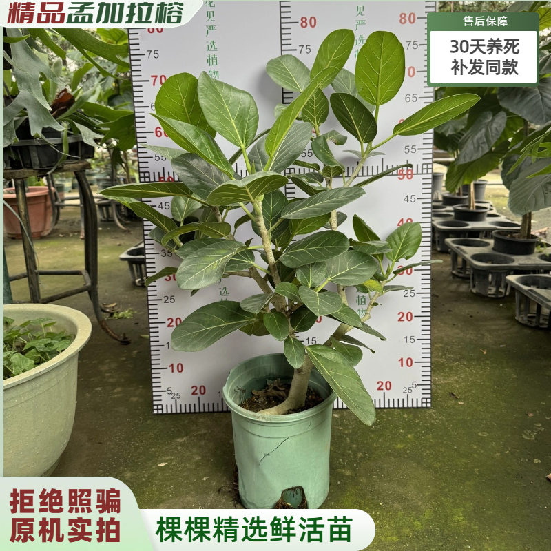 【实拍发货】孟加拉榕树苗盆栽富贵榕盆栽室内客厅绿植含盆易养活
