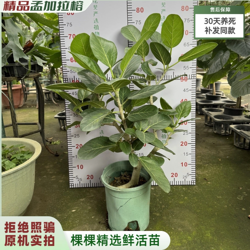 【实拍发货】孟加拉榕树苗盆栽