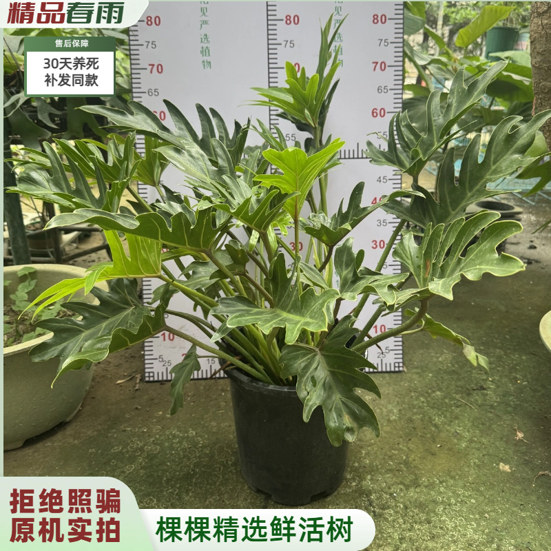 【实拍发货】春雨绿植小天使盆栽