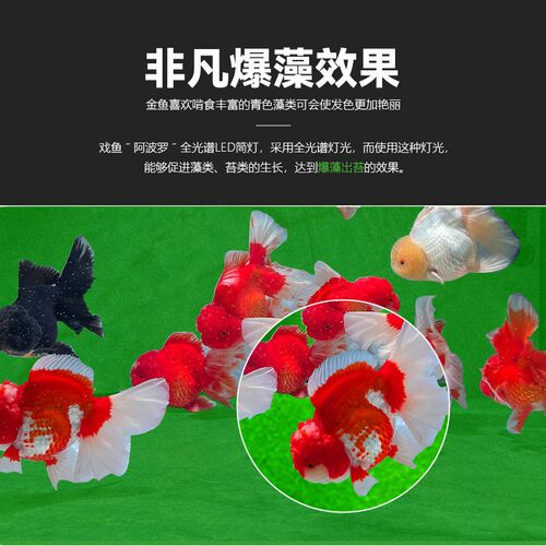 戏鱼神灯全光谱LED鱼缸筒灯金鱼灯专用爆藻增色水草灯兰寿灯神灯