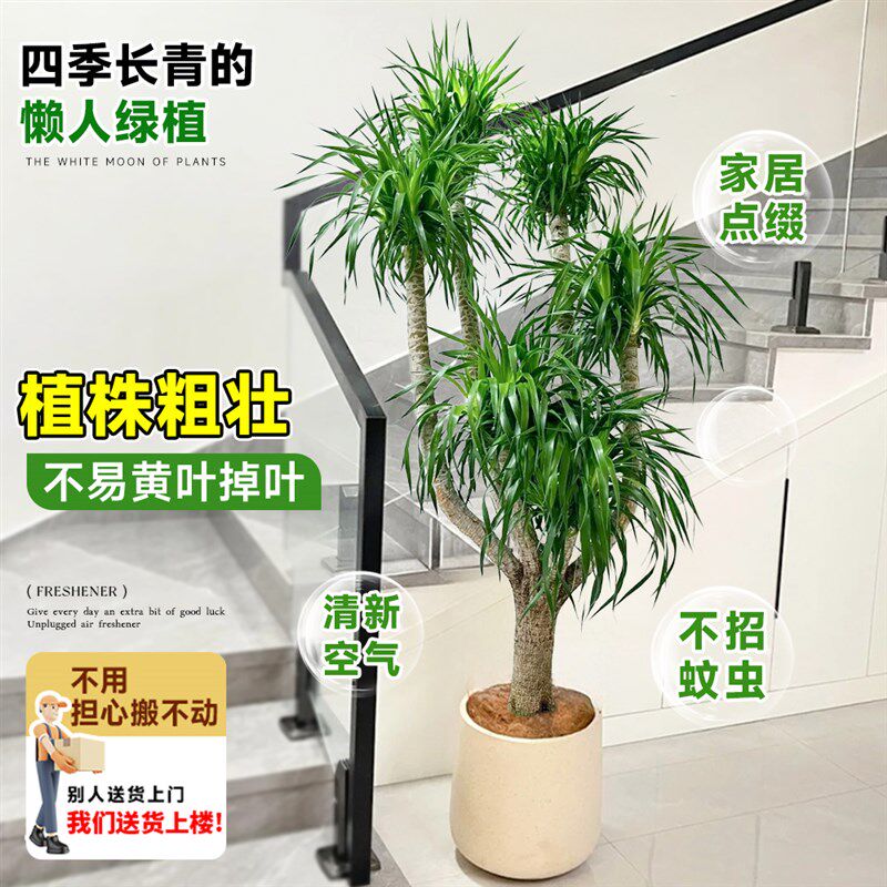 龙须树客厅旺宅绿植大型龙血树树苗盆栽室内大号盆景多头龙铁植物