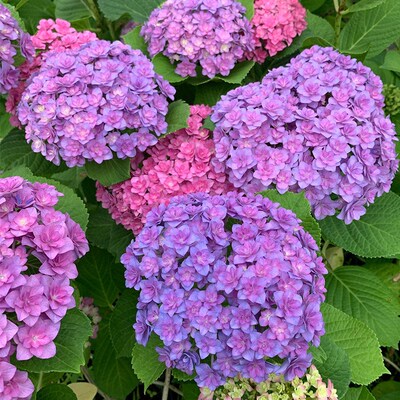 魔幻红宝石绣球花无尽夏盆栽大苗多年生花盆栽庭院阳台红花好养活