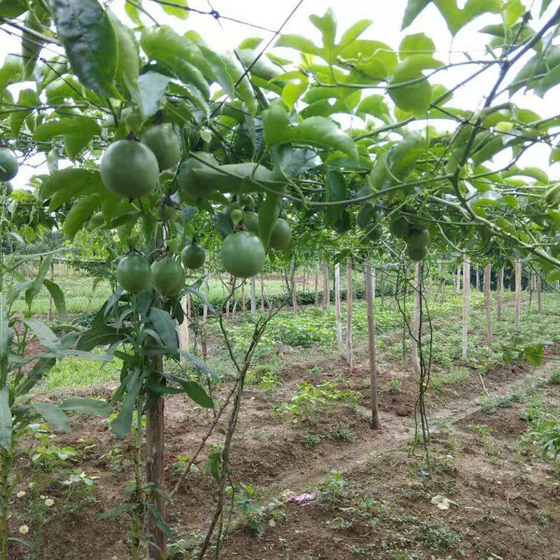 百香果搭架专用网 瓜果植物爬藤网 黄瓜大棚种植网10斤72.8元包邮