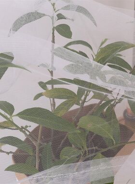 传统简易加密方顶家用防尘顶蚊帐 木架床系带单开门 双人床蚊帐