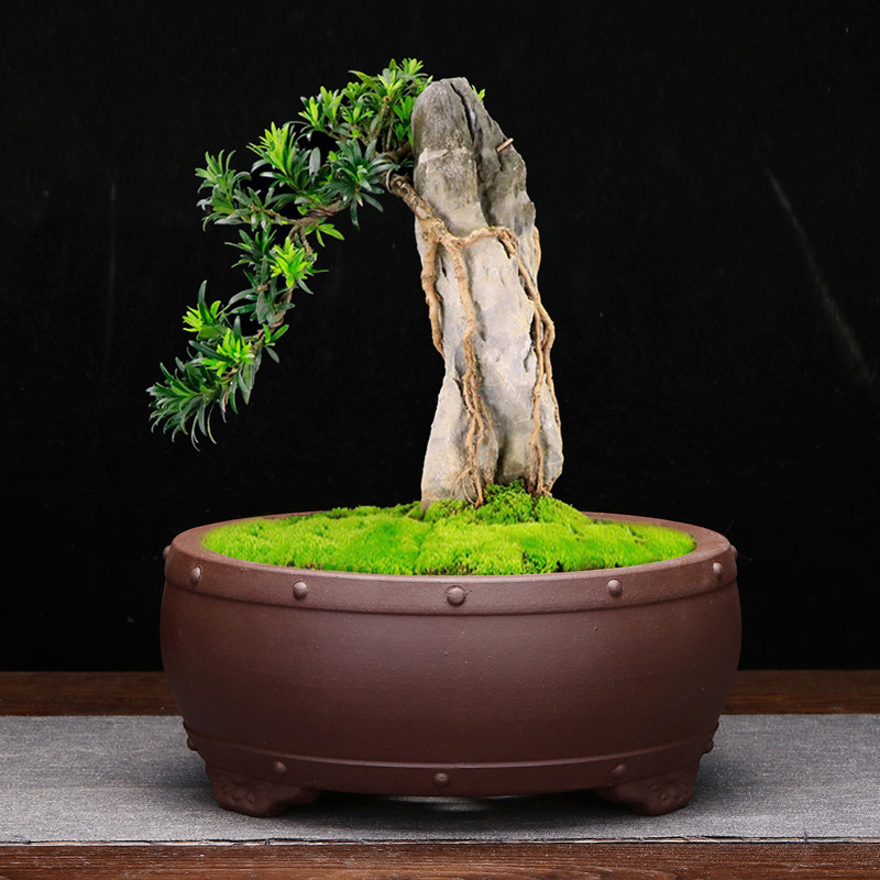 宜兴紫砂花盆精品花器仿古多肉菖蒲专用鼓钉桌面花卉绿植盆景包邮