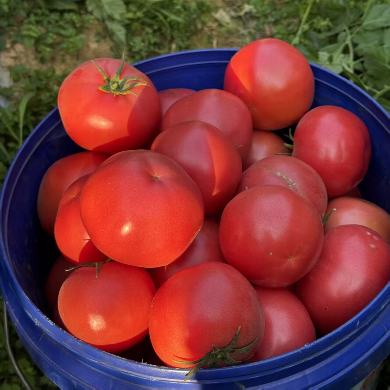 山疆湾主正宗精品高山露天种植沙瓤西红柿4.5斤净重现采摘水果