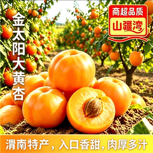 山疆湾精品陕西金太阳大黄杏新鲜现摘直发