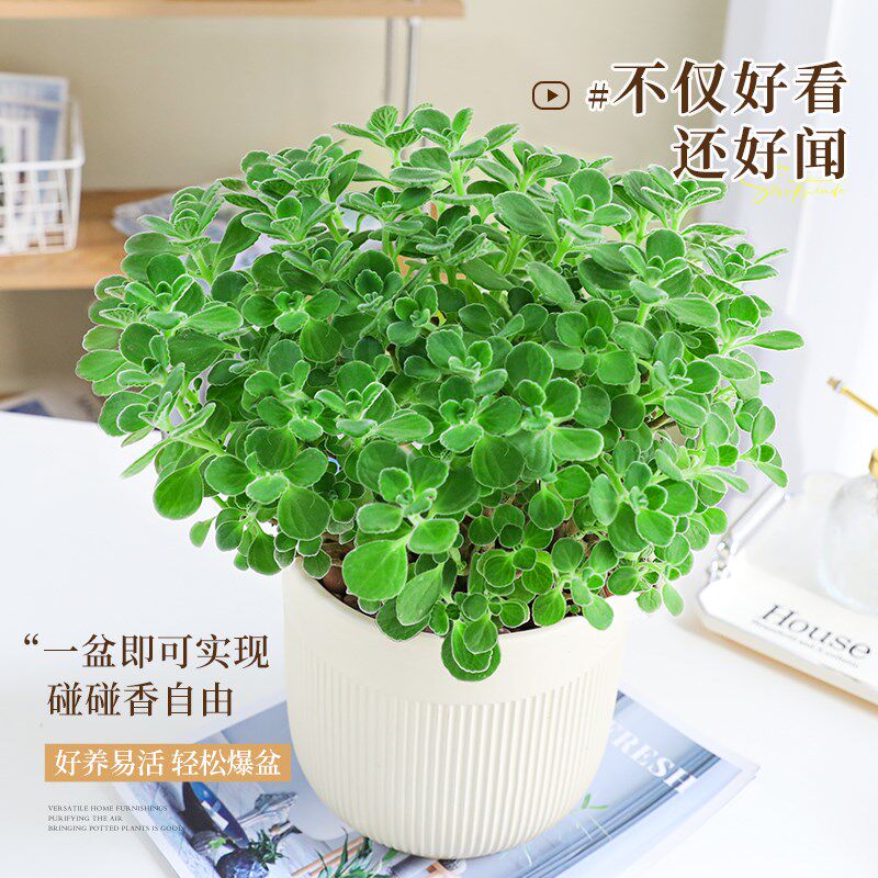 A级大盆碰碰香盆栽可食用大苗室内驱蚊绿植猫薄荷叶迷迭香草植物