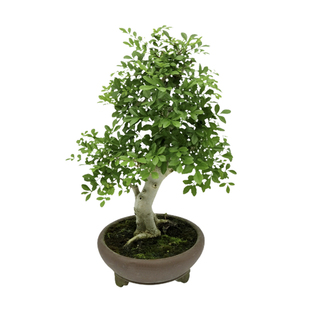 对节白蜡盆景 迷你白腊老根带盆 精品小品 造型树桩 微型绿植盆栽