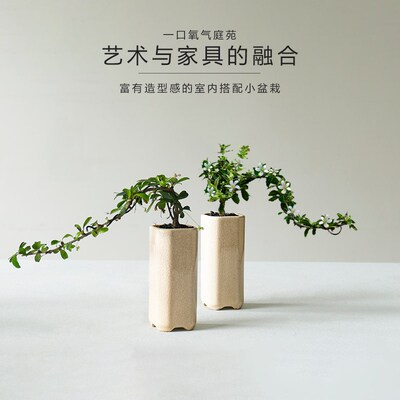 一口氧气金边六月雪悬崖式盆景室内绿植办公桌面小盆栽禅意摆件
