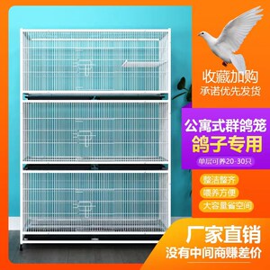 鸽子笼家用配对笼观赏鸽信鸽元宝鸽加大空间加密防黄鼠狼展示笼子