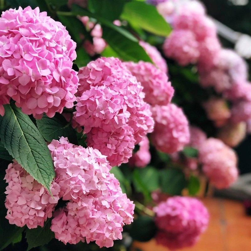 虹越大花绣球花盆栽带花带花苞蓝色易多爱你大苗节日花卉阳台盆花