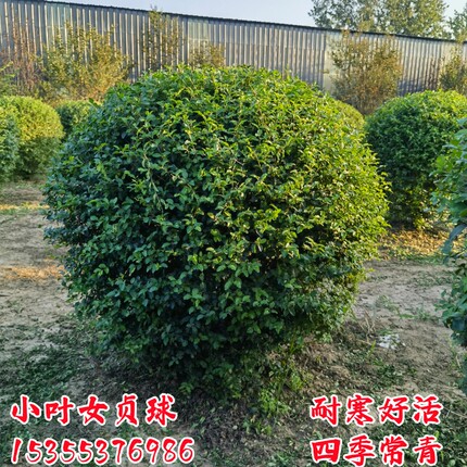 小叶女贞树苗球形造型别墅庭院绿篱绿化工程苗四季常青冬青盆景