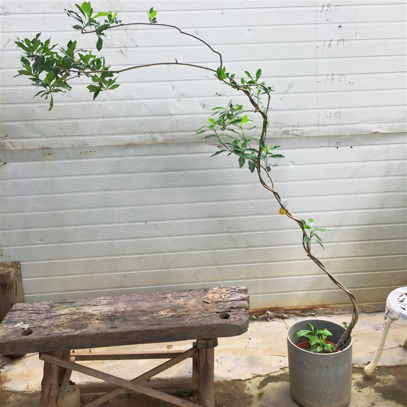 小叶栀子花海岛栀子花水横枝熟桩