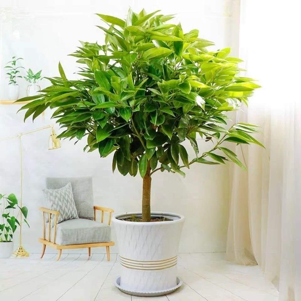平安树盆栽大型绿植室内客厅四季常青吸甲醛植物办公室观赏盆景苗