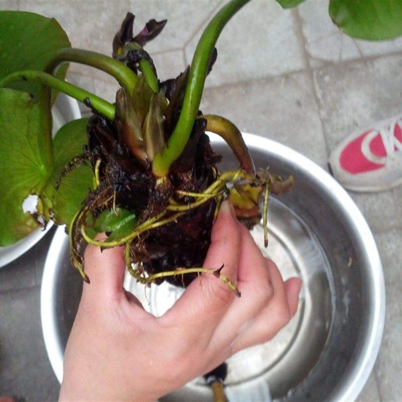 6棵装大睡莲花苗盆栽水培植物阳台庭院四季水池水养花卉浮水绿植