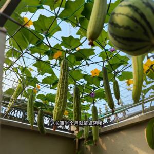 爬藤网植物攀爬网丝瓜黄瓜瓜果网格吊网搭架农用种植网园艺支架网