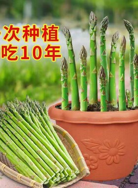 芦笋苗根紫色芦笋苗种四季蔬菜苗盆栽根苗种阳台庭院种植多年根生