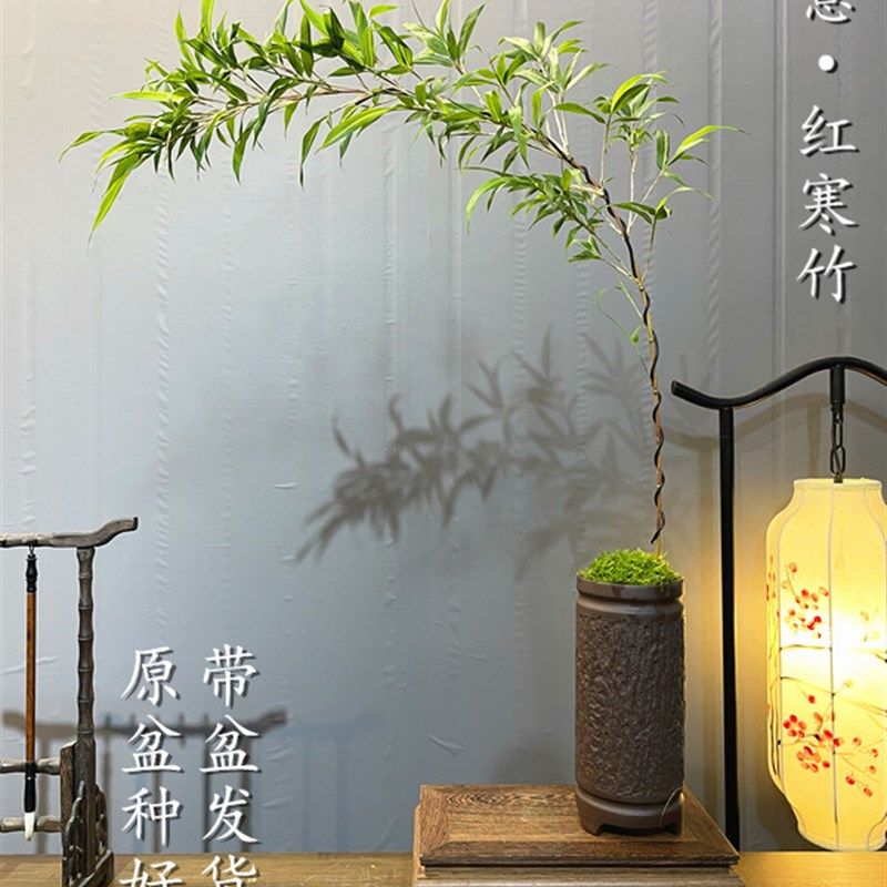 红竹红寒竹桌面竹子禅意中式书房办公桌茶室盆栽文人创意盆景绿植