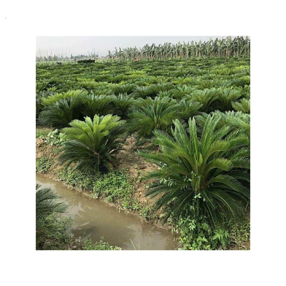 铁树公一对铁树盆栽地栽客厅室外庭院观赏绿植耐寒室内绿植厂家